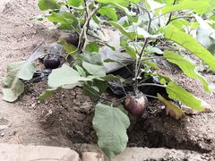 -万源龙顺度假庄园生态观光园