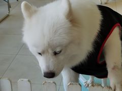 -怪兽屋·羊驼·猫咖·狗咖(俊华广场店)