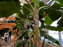 -石家庄市植物园