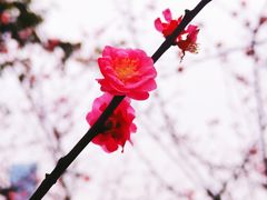 -望江楼公园