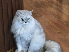 -猫友咖啡店(玉林西路店)