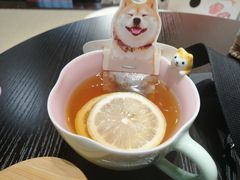 -逗柴咖啡屋·狗咖猫咖宠物桌游