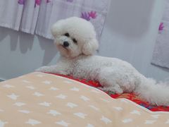 -宠福鑫康馨动物医院·骨科·眼科
