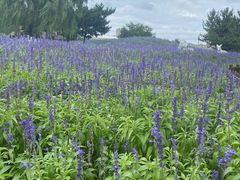 -羊亭河湿地公园