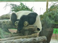 -广州动物园