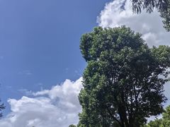 -九科绿洲