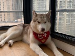 -Husky Go! 哈士奇体验馆·宠物咖啡厅狗咖