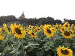 -东部华侨城