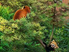 -西霞口神雕山野生动物世界