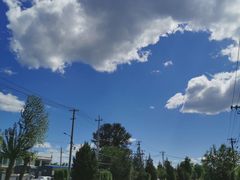 -苏家坨柳林村二月兰花海