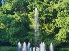 -上海共青森林公园