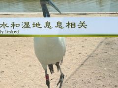 -盐城丹顶鹤湿地生态旅游区