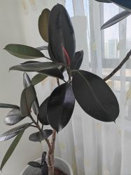 -HEYAN荷妍专业脱毛连锁机构