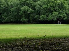 -上海共青森林公园