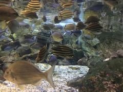 -悉尼海洋生物水族馆