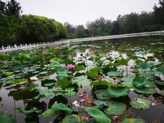-东升八家郊野公园