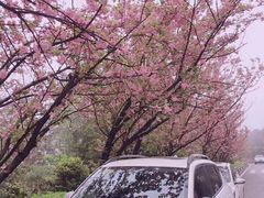 -铁山坪森林公园