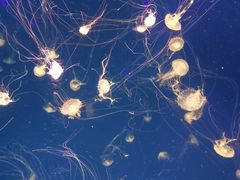 -海合安青岛极地海洋公园