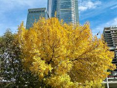 -中央广播电视总台(光华路办公区)