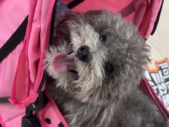 -佳雯宠物医院·皮肤科·内外科(春晓路分院)