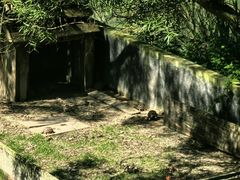 -广东惠东海龟国家级自然保护区