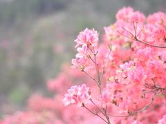 -木兰云雾山