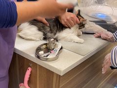 -萌兽医馆·犬猫专科·眼科中心·宠物医院(朝阳门分院)