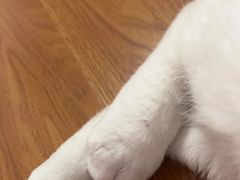 -艾贝尔宠物医院·24H转诊中心·肿瘤猫专科(江宁双龙店)
