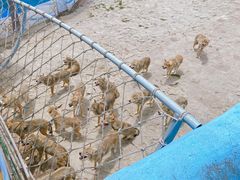 -西霞口神雕山野生动物世界