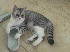 -东莞宠友24H宠物中心医院·转诊夜诊·异宠(新河北路院)