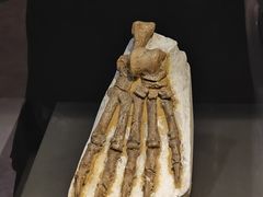 -北京周口店北京人遗址博物馆