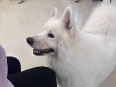 -共舞时光猫咖·狗咖(新街口店)