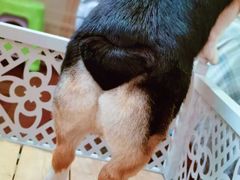 -宠物家(角门东店)