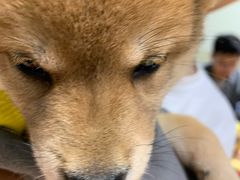 -逗柴咖啡屋·狗咖猫咖宠物桌游