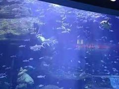 -多彩贵州城极地海洋世界