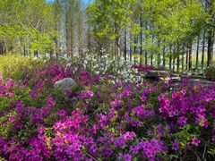 -羊亭河湿地公园