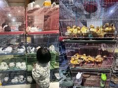 -青石桥花鸟鱼虫市场(叠翠城店)