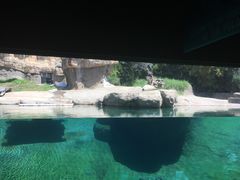 -圣地亚哥动物园