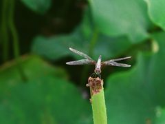 -荷塘月色湿地公园·向阳花洲