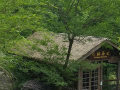 -都江堰中华大熊猫苑