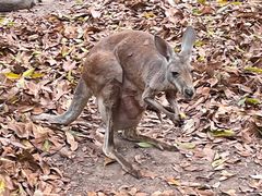 -清迈夜间动物园