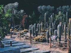-深圳仙湖植物园
