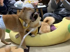 -逗柴咖啡屋·狗咖猫咖宠物桌游