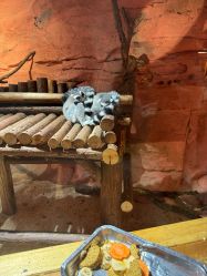 -Zoolung Zoolung动物主题公园(海信广场店)