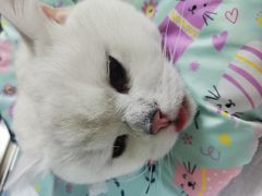 -瑞派宠物医院·24小时骨科·心脏·核磁(哈尔滨南岗店)