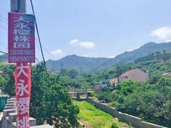 -北宅大永樱桃采摘基地(崂山总部)