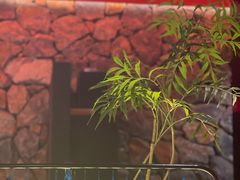 -芸山季·云南山珍菌火锅(人民广场来福士店)