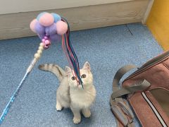 -美联众合动物医院(·中兽医·疑难杂症·严家桥分院)