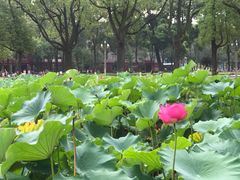 -四川大学(望江校区)