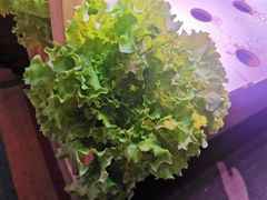 有机蔬菜-满堂欢豆捞坊(美丽华大酒店店)